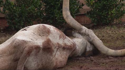 Dead longhorn found on front lawn of OSU fraternity